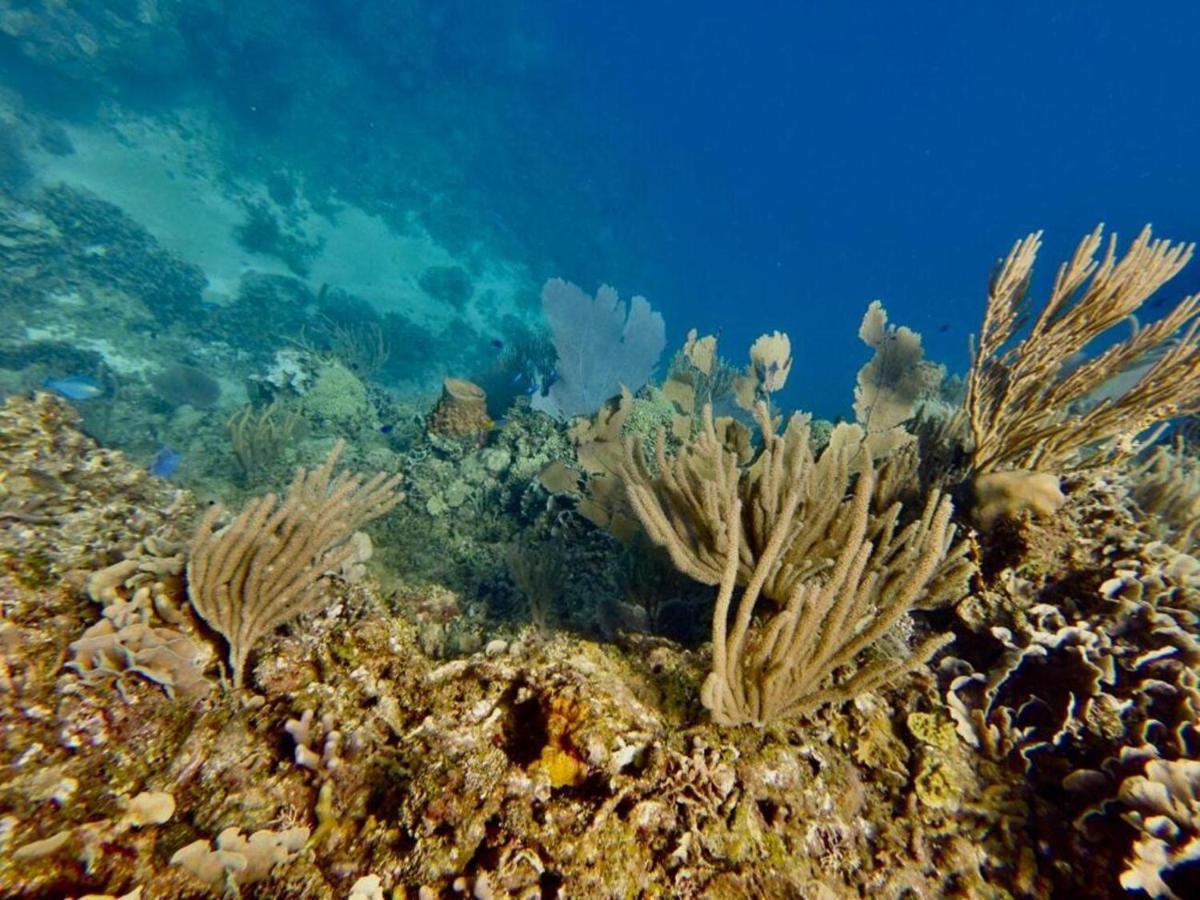 Victoria S Beach House And Snorkeling Center Flowers Bay ภายนอก รูปภาพ