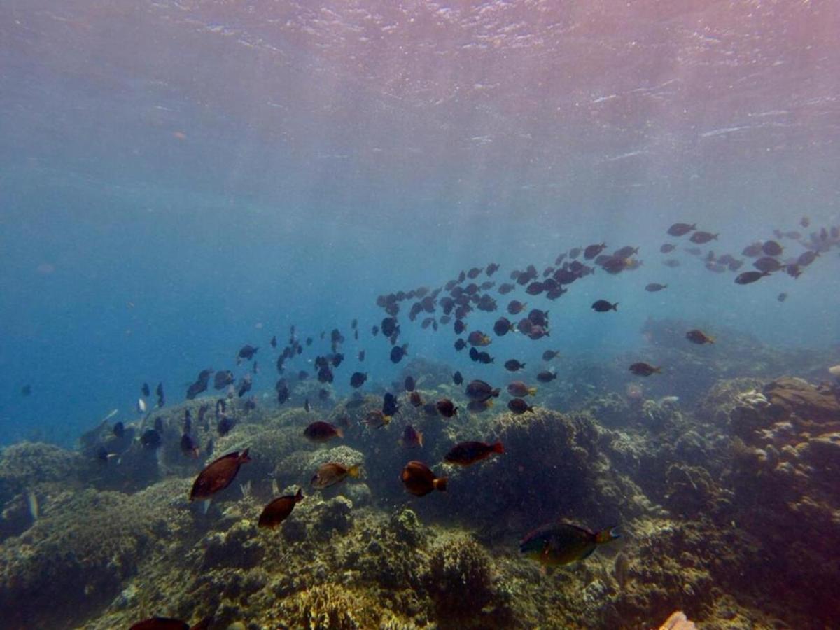 Victoria S Beach House And Snorkeling Center Flowers Bay ภายนอก รูปภาพ